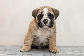 Obraz premium English bulldog puppy on a uniform background