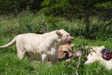 Grimmige weiße Löwin mit blutigem Maul (Löwe, Panthera leo melanochaita), weiblich, Savanne, Südafrika, Afrika, Safari, Reservat