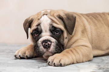 English bulldog puppy on a uniform background