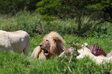 Männlicher Löwe mit Aas, Beute, Fleisch, Blut (Löwe, Panthera leo melanochaita), Savanne,...