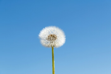 Obraz premium Dandelion under the blue sky