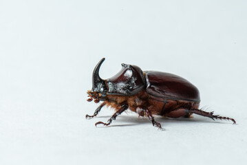 Male rhinoceros beetle on a light gray background, profile view. Macro photography of a large brown beetle. Beautiful insect close-up. High quality horizontal photo of Oryctes nasicornis