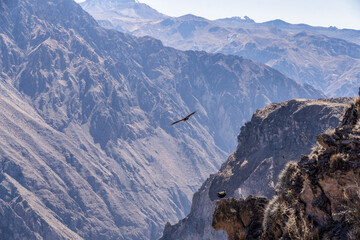 Condor flying in the canyon Colca Peru.