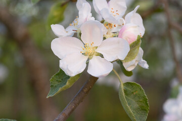 Blooming Elegance: White Apple Tree Flowers Embracing the Spring Sunset in Northern Europe