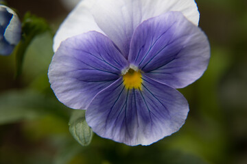 Blooming Symphony: Captivating Garden Flowers in Full Splendor in Northern Europe