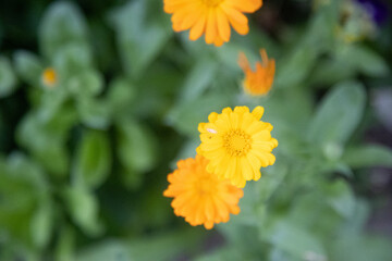 Blooming Symphony: Captivating Garden Flowers in Full Splendor in Northern Europe