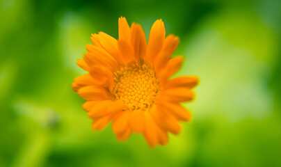 Blooming Symphony: Captivating Garden Flowers in Full Splendor in Northern Europe