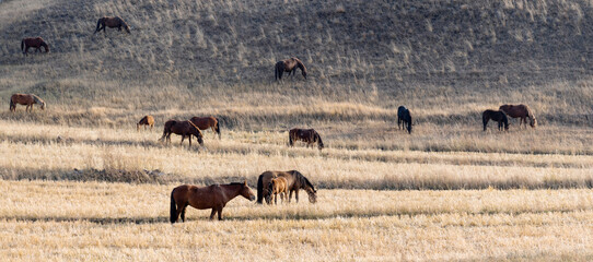 Horses on grass in autumn