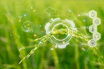 Smart farm digital icon and futuristic AI data infographic of Landscape nature of rice field on...