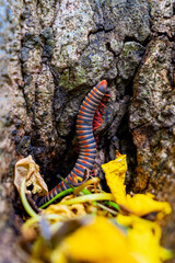 Atopochetus Tonkinbolus dolfusi millipede rainbow diplopoda