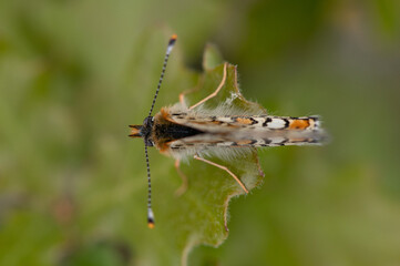 Melitaea cinxia - Glanville fritillary - Mélitée du plantain