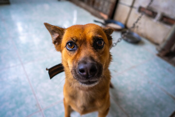 Playful dog face, black white and brown, with nose close to the camera lens, focus on face, closeup, with blue tiled floor background