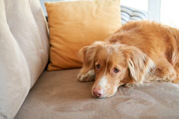 The dog laid its head on the sofa. Nova Scotia duck tolling retriever at home