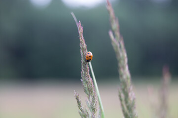 Nature's Delicate Guardian: Red Ladybug Amongst Meadow Grass in Northern Europe