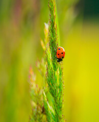 Nature's Delicate Guardian: Red Ladybug Amongst Meadow Grass in Northern Europe