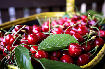 sweet cherry in a basket berries ripe season summer