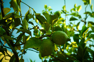 Lime is the fruit of a plant in the citrus family