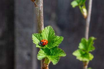 Ladybug on a young currant leaf