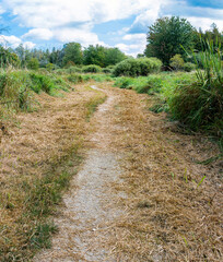 Mowed grass along the path leading to the forest