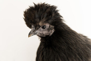 A black silkie chicken hen on a white back ground with room for copy space