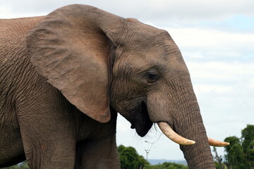 Seitliches Portrait vom Kopf,  Afrikanischer Elefant (Loxodonta africana), Savanne, männliches Tier, Safari, Südafrika, Afrika
