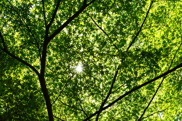 緑色のもみじ。葉っぱのカーテンの隙間から太陽の光。