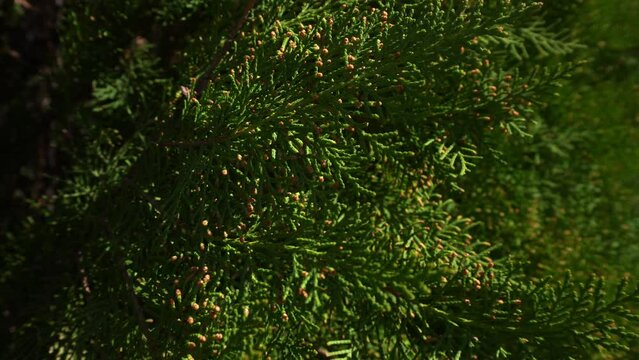 Thuja branches sway in the wind