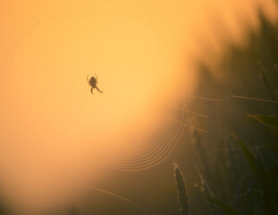 Silken Intricacies: Spider Weaving Nature's Web in the Meadow in Northern Europe
