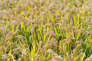 Golden rice field in autumn