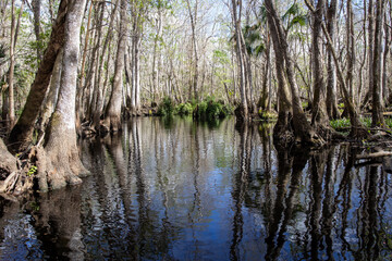 Middle of Serenity: Black Water Creek in Florida