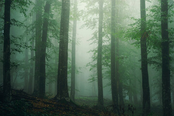 Obraz premium green woods with tree trunks and lush foliage