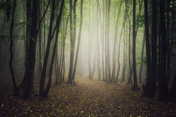 Fototapeta premium misty morning forest background