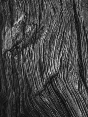 Wooden texture of relic tree