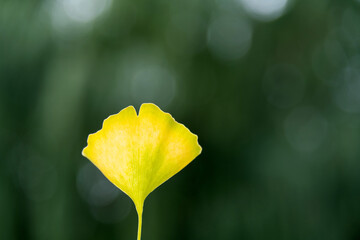 Close up of a yellow ginkgo leaf