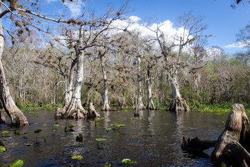 Lake Sentries: Old Cypress Trees Among Lily Pads