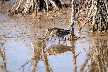 Food Hunt: Wilson's Snipe Foraging in Florida Marsh