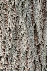 Obraz premium Texture écorce d'arbre