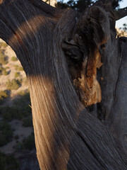 Fototapeta na wymiar Wooden texture of relic tree