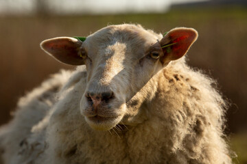 A portrait of a sheep