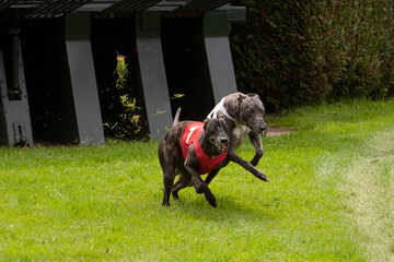 Two whippets just after the start of a race