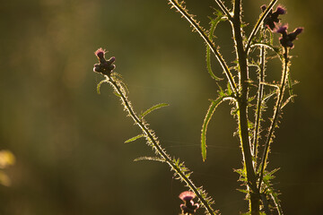 Sun-Kissed Symphony: Vibrant Summer Flowers Dancing in the Meadow in Northern Europe