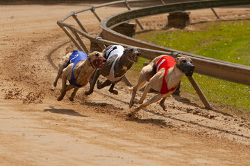 Three greyhounds during a race