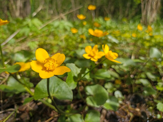 Yellow flowers in the forest