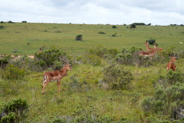 Impala,  (Aepyceros melampus) Antilopen, Safari, Afrika, Südafrika, Buschlandschaft