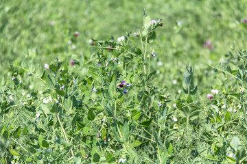 A large field of green peas. Growing green peas on an industrial scale. Large agro-industrial business.