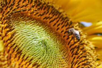 close up of a honey bee on sunflower collecting nectar on sunny day
