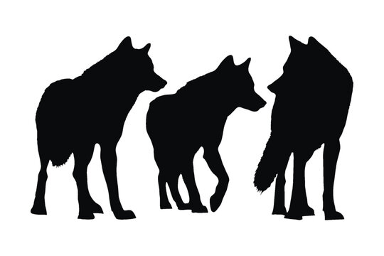 Wolves walking in different positions, silhouette set vector. Adult wolf silhouette collection on a white background. Wild carnivorous animals like wolves and coyotes, full body silhouette bundles.