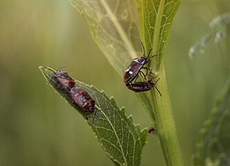 two pairs of beetles in the grass