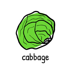 Close up of fresh cabbage doodle icon, green hand drawn vegetable with its name