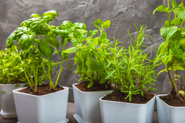 Fresh garden herbs in pots. Rosemary, mint, strawberry, basil, oregano and thyme in white pots. Seedling of spicy spices and herbs. Assorted fresh herbs in a pot. Home aromatic and culinary herbs.